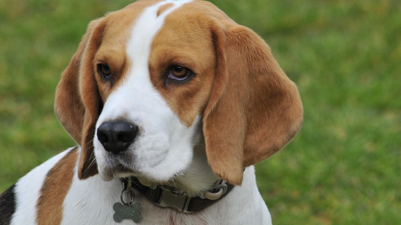 çimlerde Beagle