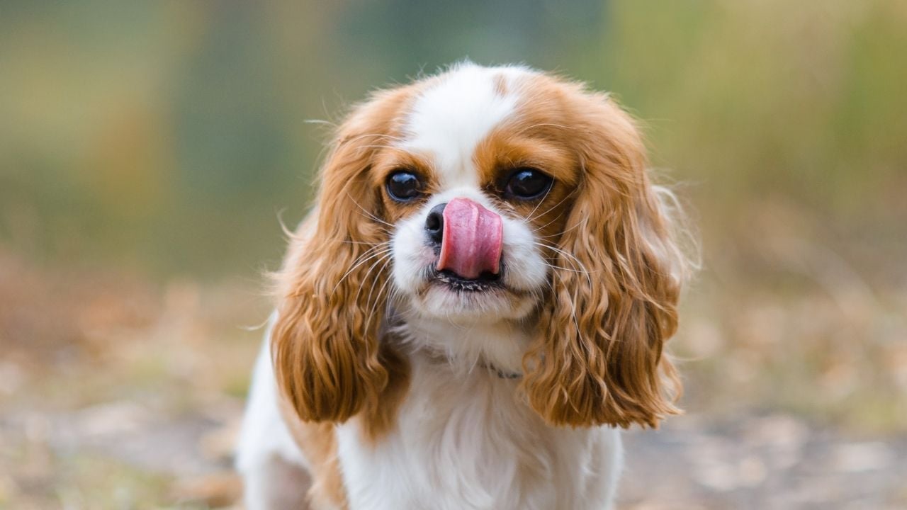 yalanan Cavalier King Charles Spaniel