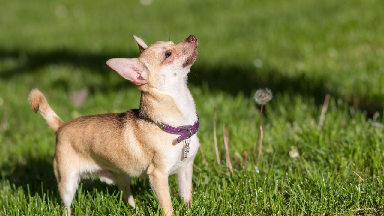 çimlerde Chihuahua