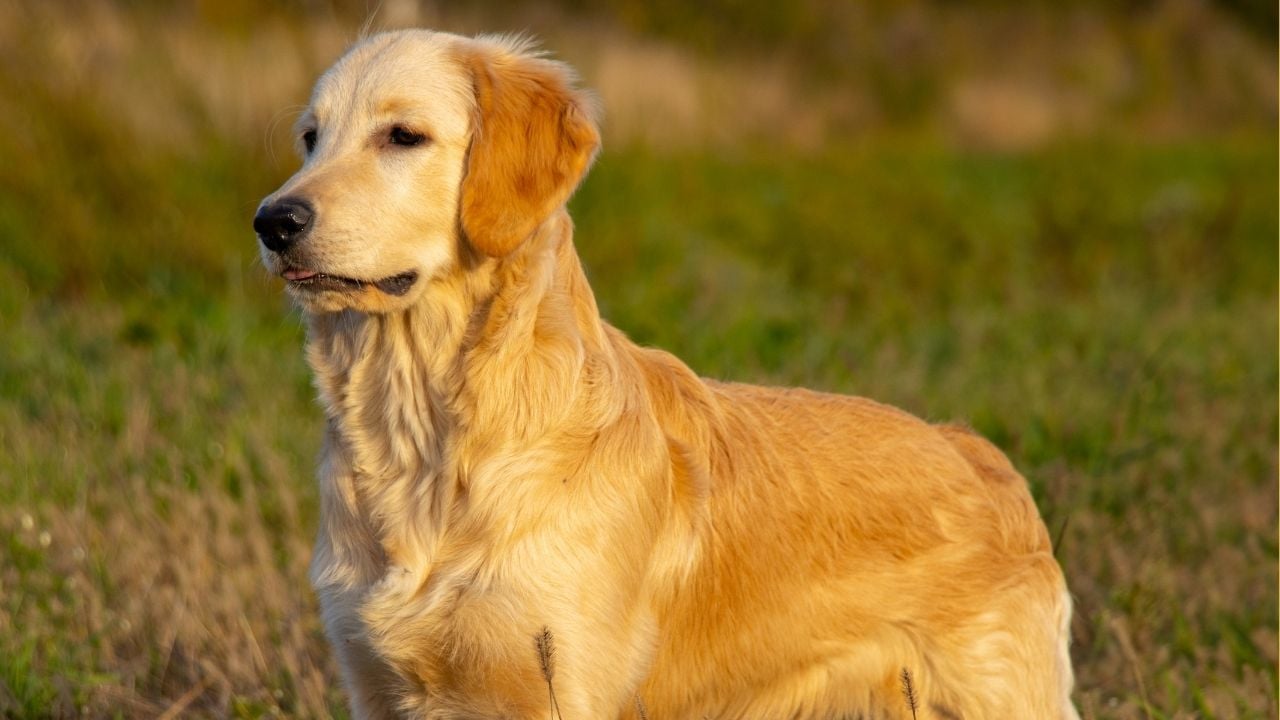 akşam güneşinde Golden Retriever