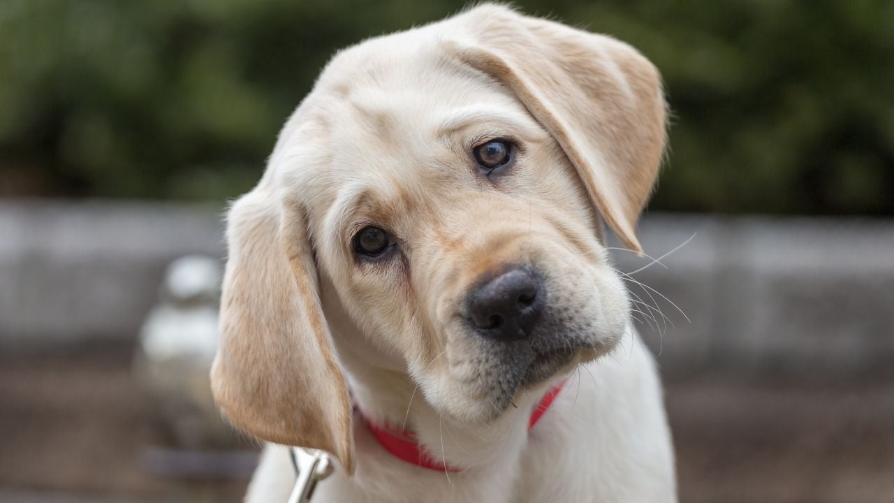 krem rengi Labrador Retriever