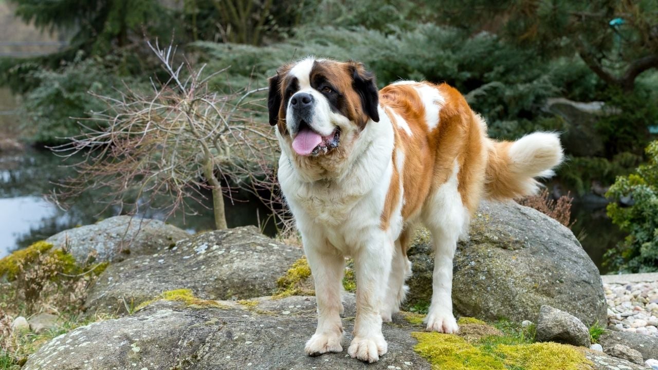 kayalıkta Saint Bernard