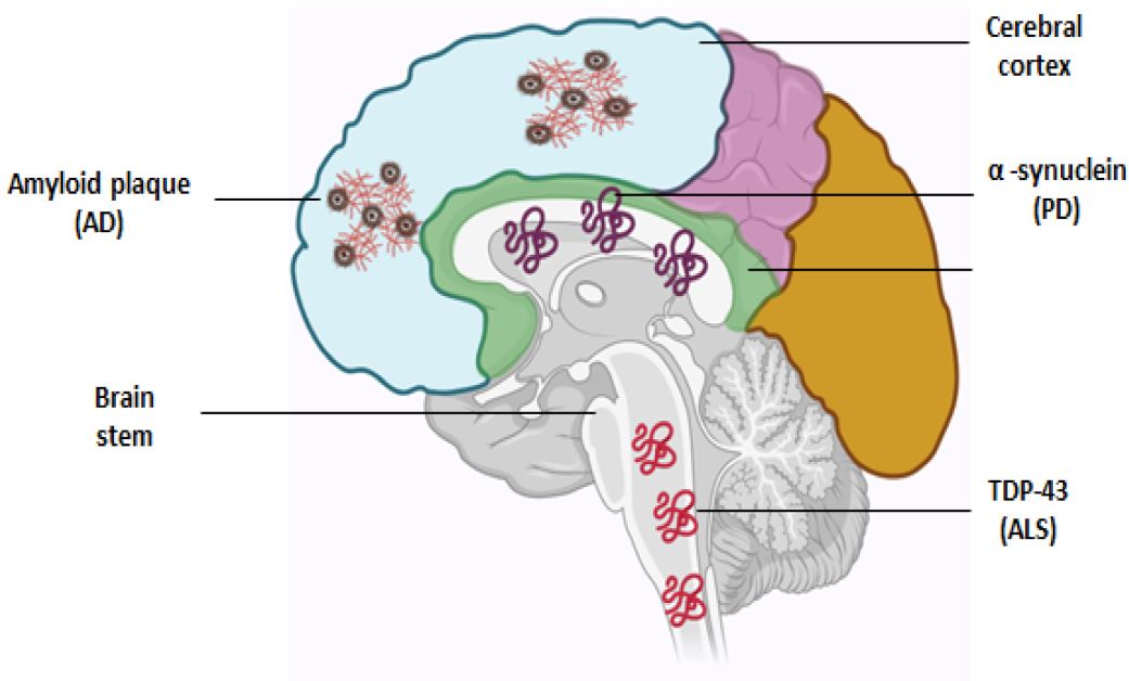 Unified Therapeutic Models for Neurodegeneration, SMA, and Renal Disorders