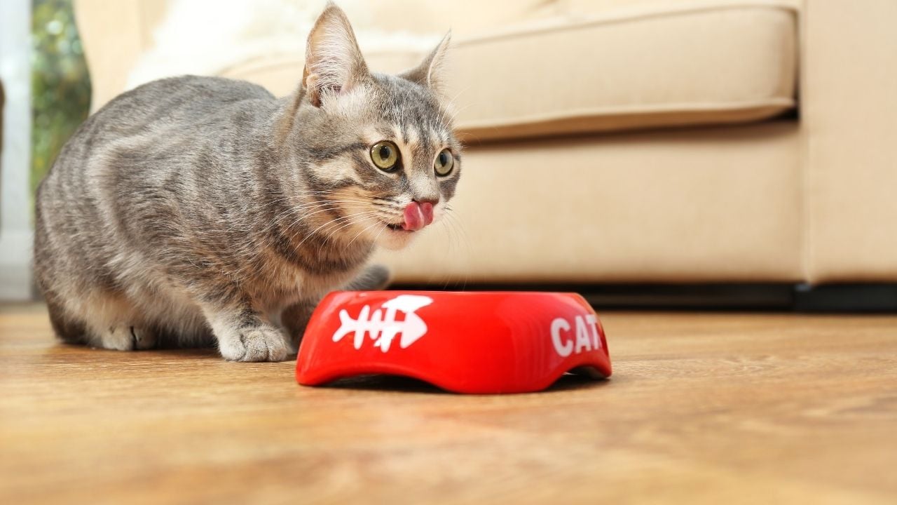 kırmızı mama kabı olan kedi