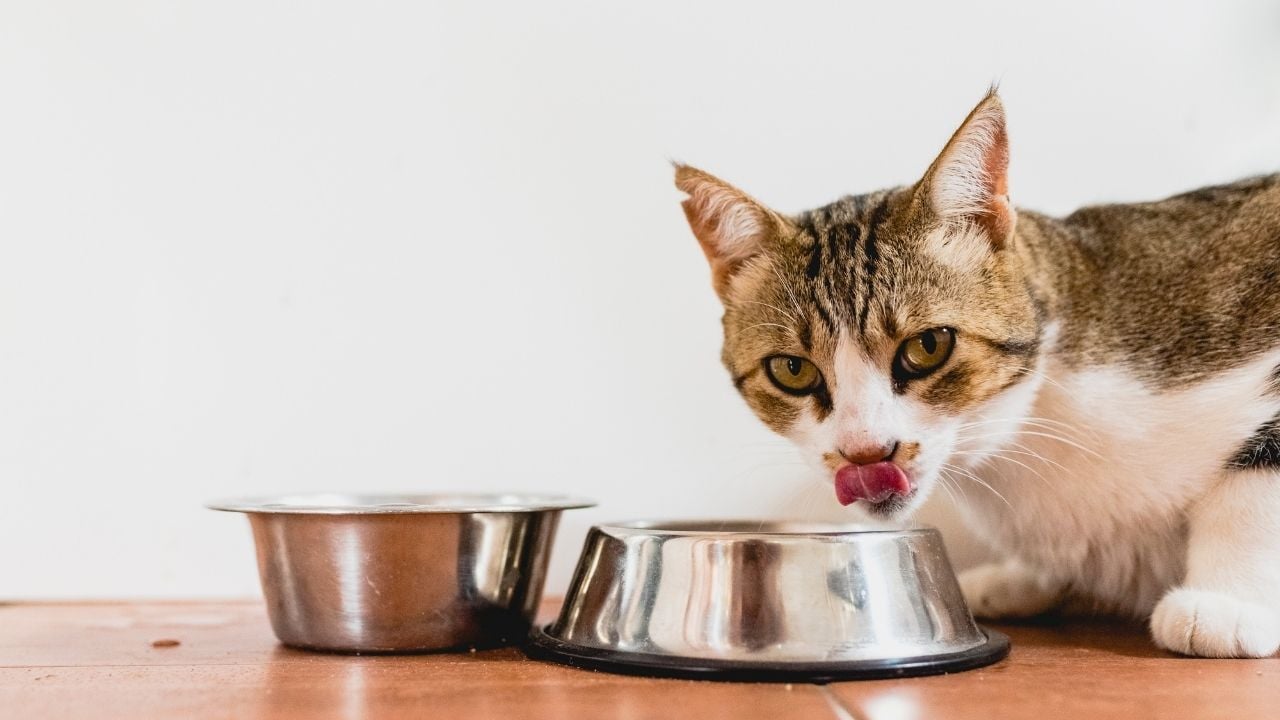 yaş kedi maması yiyen kedi