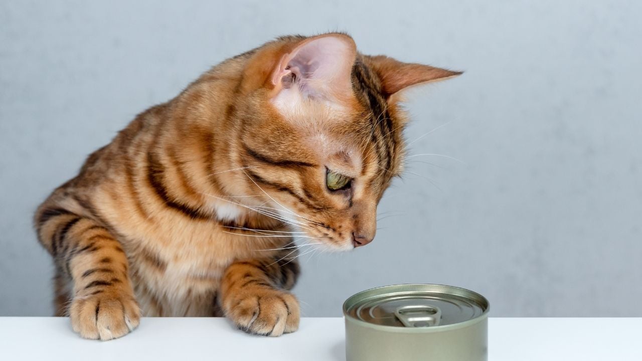 konserve kedi maması ve kedi