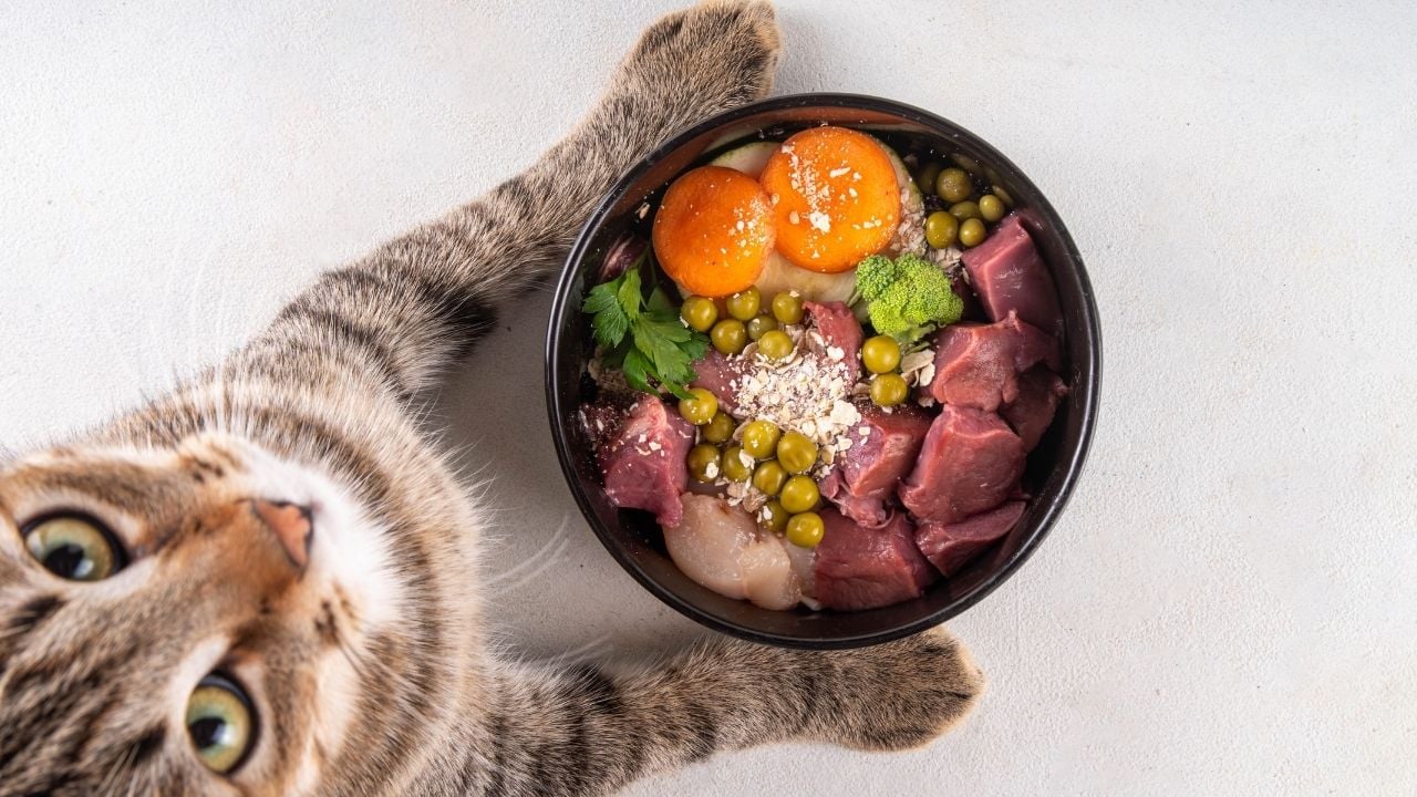 ev yapımı kedi maması ve kedi