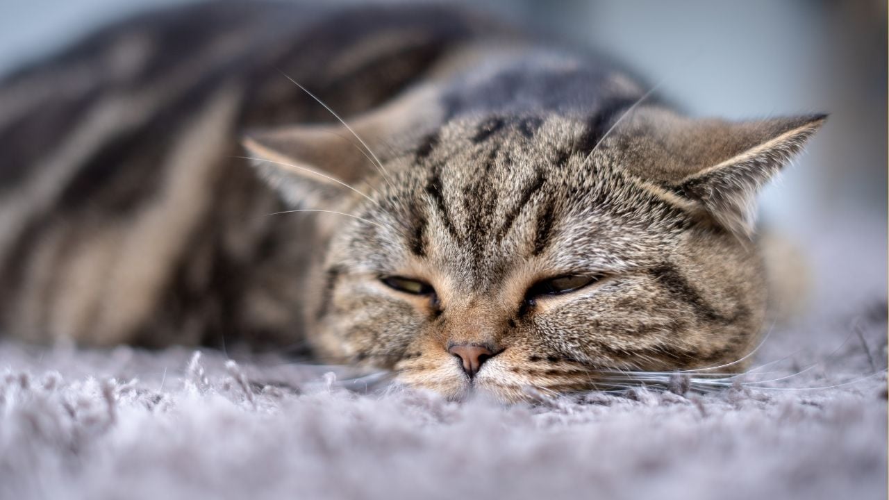 hasta bir kedi