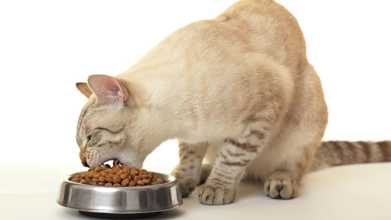 krem rengi kedi mama yiyor