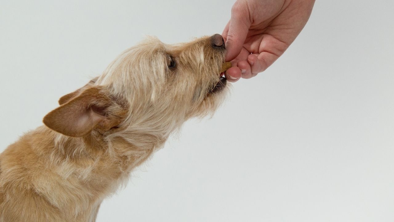 köpek mama yiyor