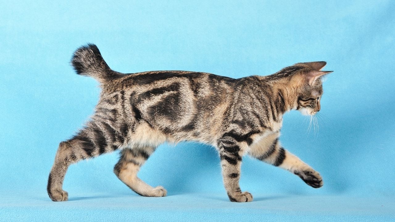 tekir desenli Kurilian Bobtail