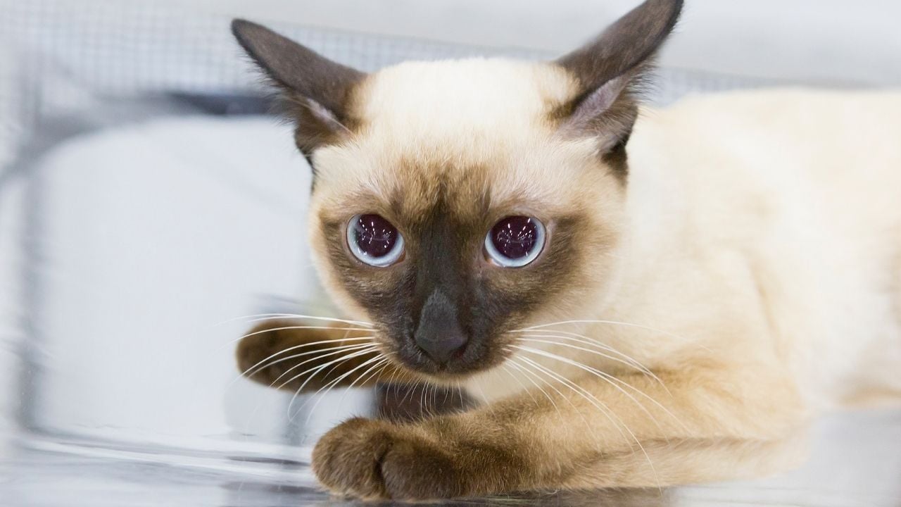 renk noktalı Mekong Bobtail