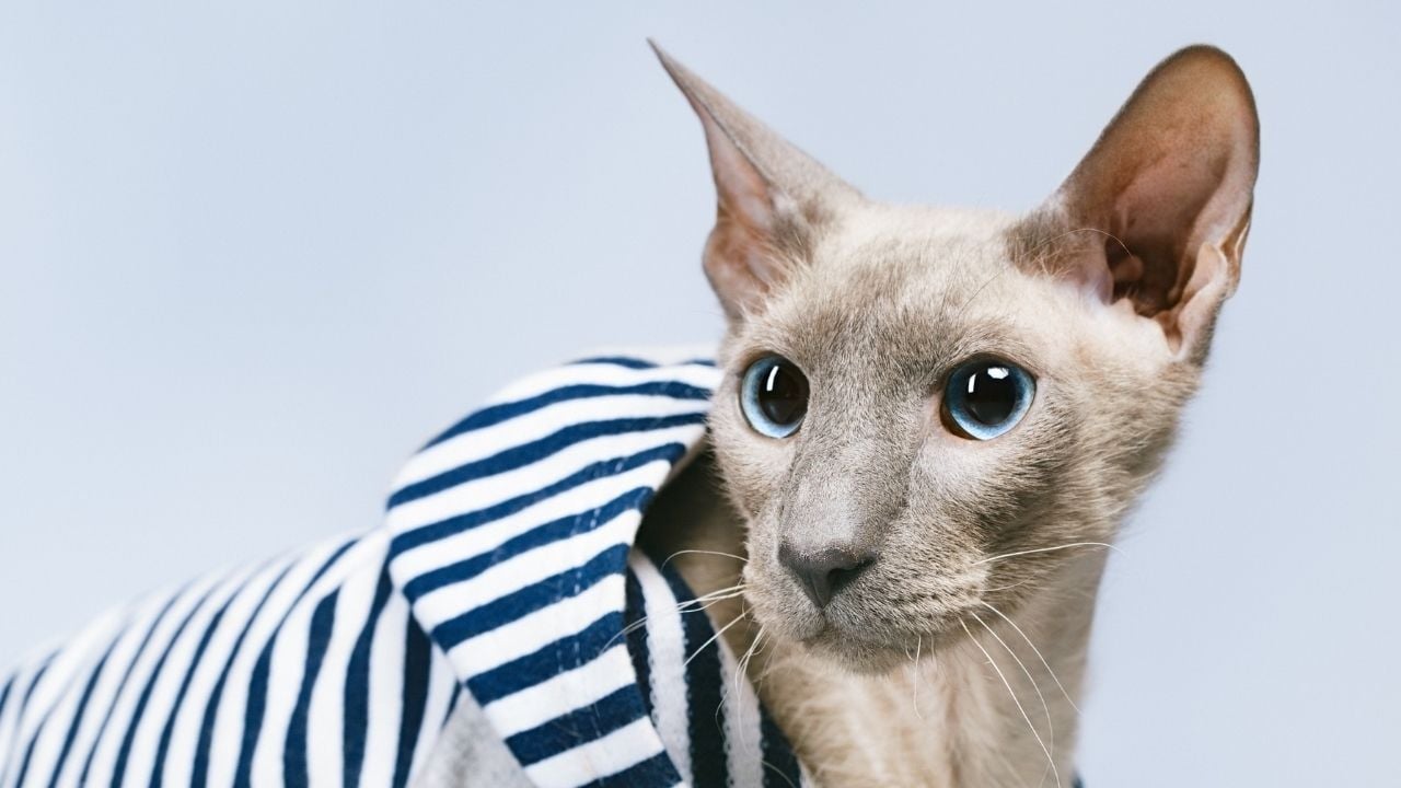 çizgili kıyafetli Peterbald Kedisi