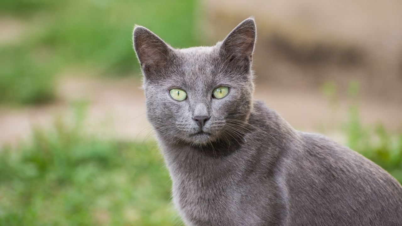 yeşil gözlü Russian Blue (Mavi Rus Kedisi)