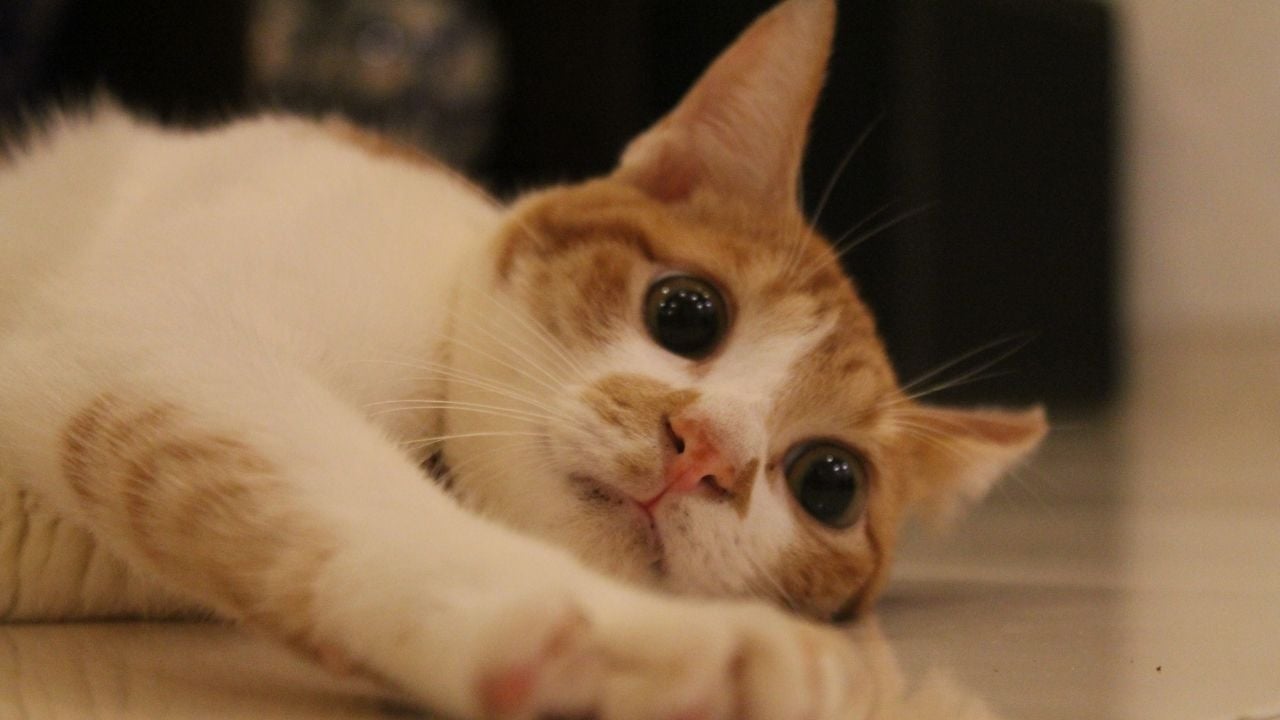 iri gözlü kedi yerde yatıyor