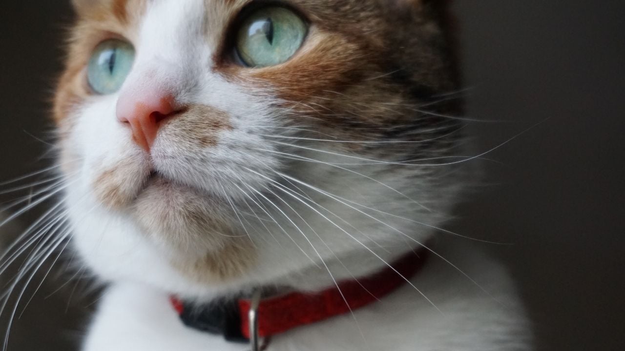 yeşil gözlü kedi