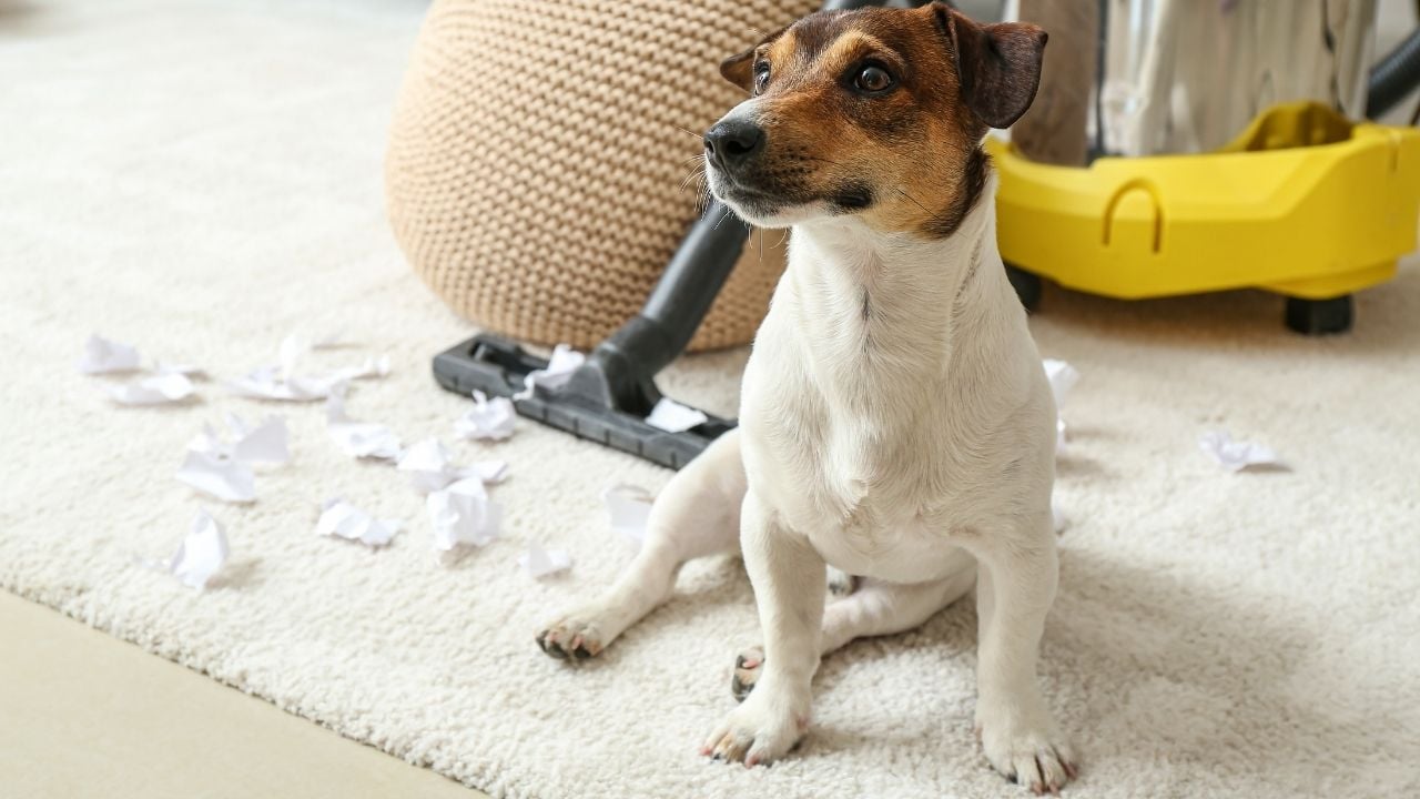 Elektrikli Süpürge ve köpek