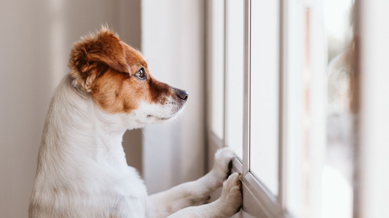 köpek camdan bakıyor