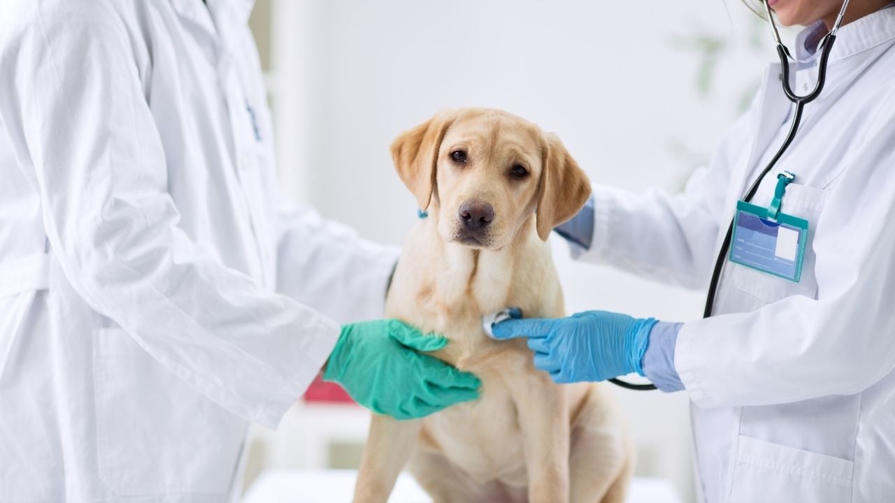 köpek veterinerde