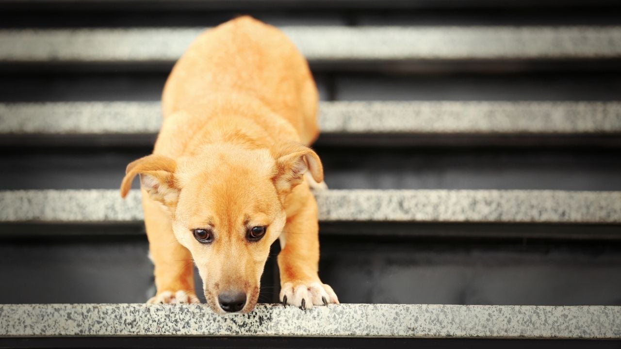 merdiven inen köpek