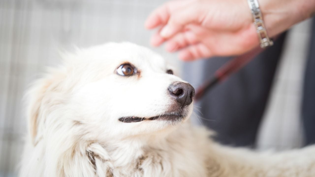 korkan beyaz köpek