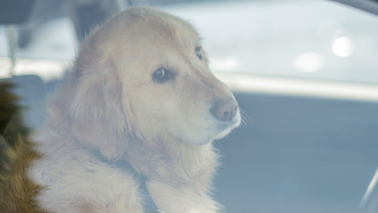 golden köpek arabada