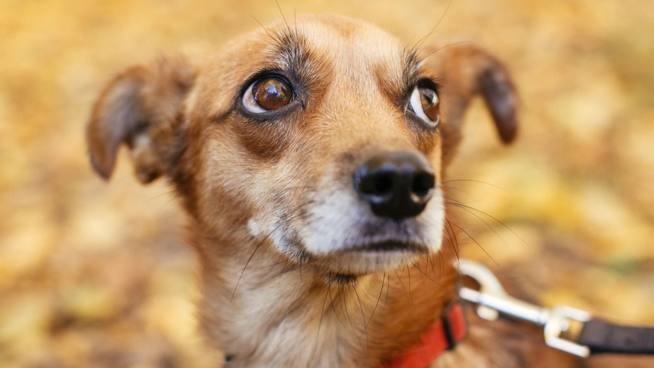 kahverengi korkmuş köpek