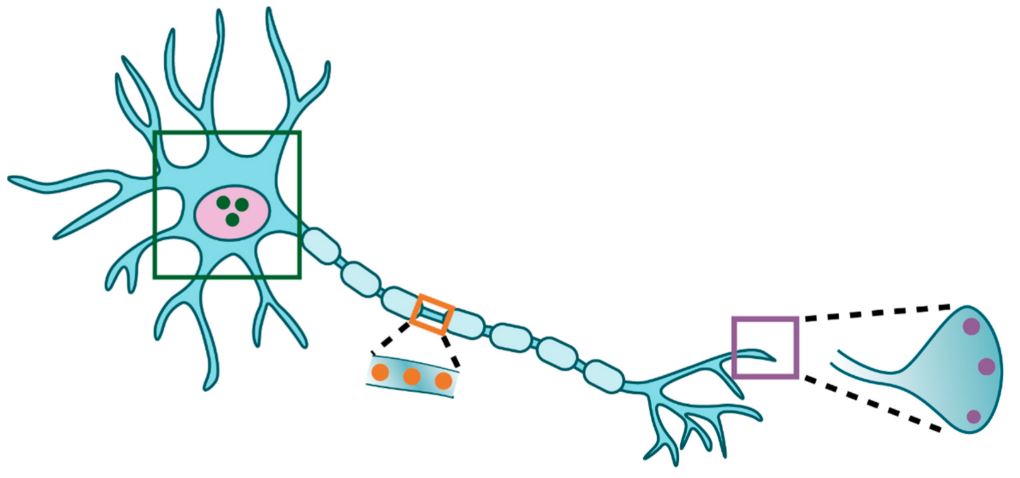 Spinal Muscular Atrophy and Kidney Function: Biogen’s Role in Systemic Therapeutics