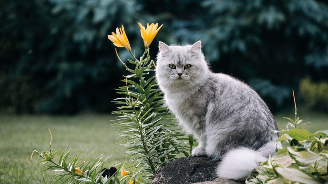 gri British Longhair