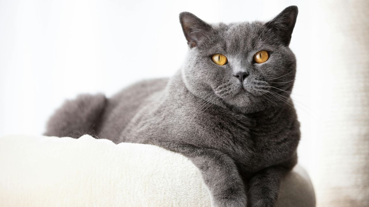 gri renkli British Shorthair