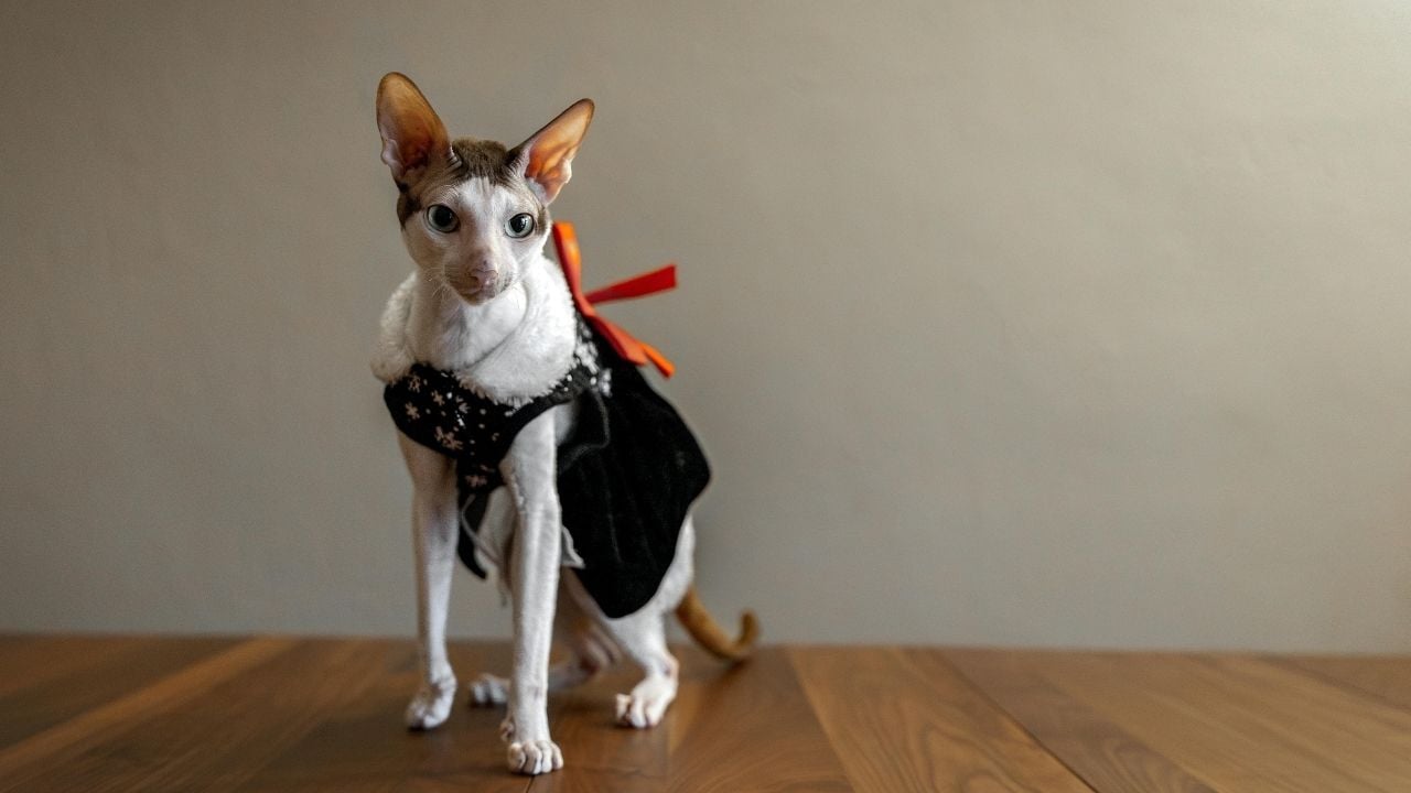 kıyafetli Cornish Rex kedisi