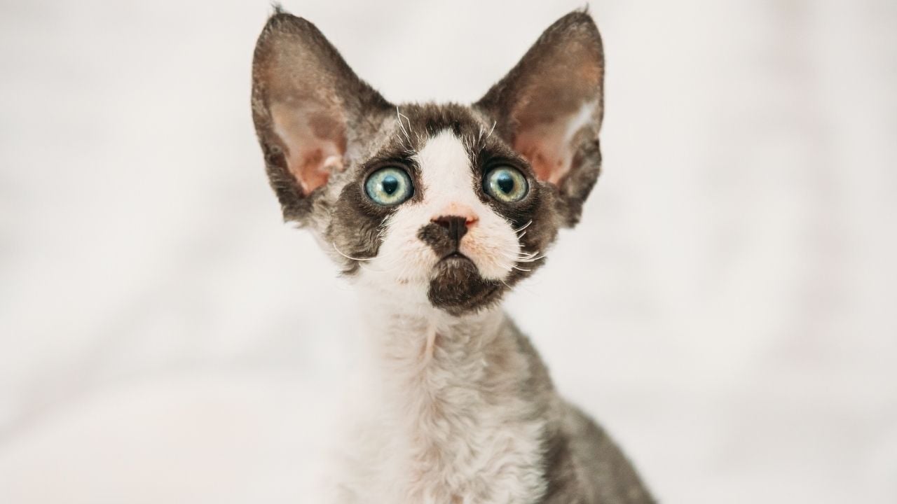 kocaman kulaklı Devon Rex kedisi