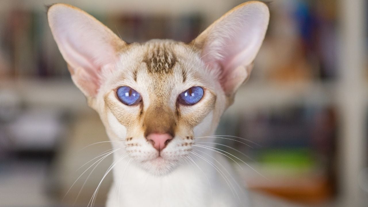 mavi gözlü Oriental Shorthair kedisi