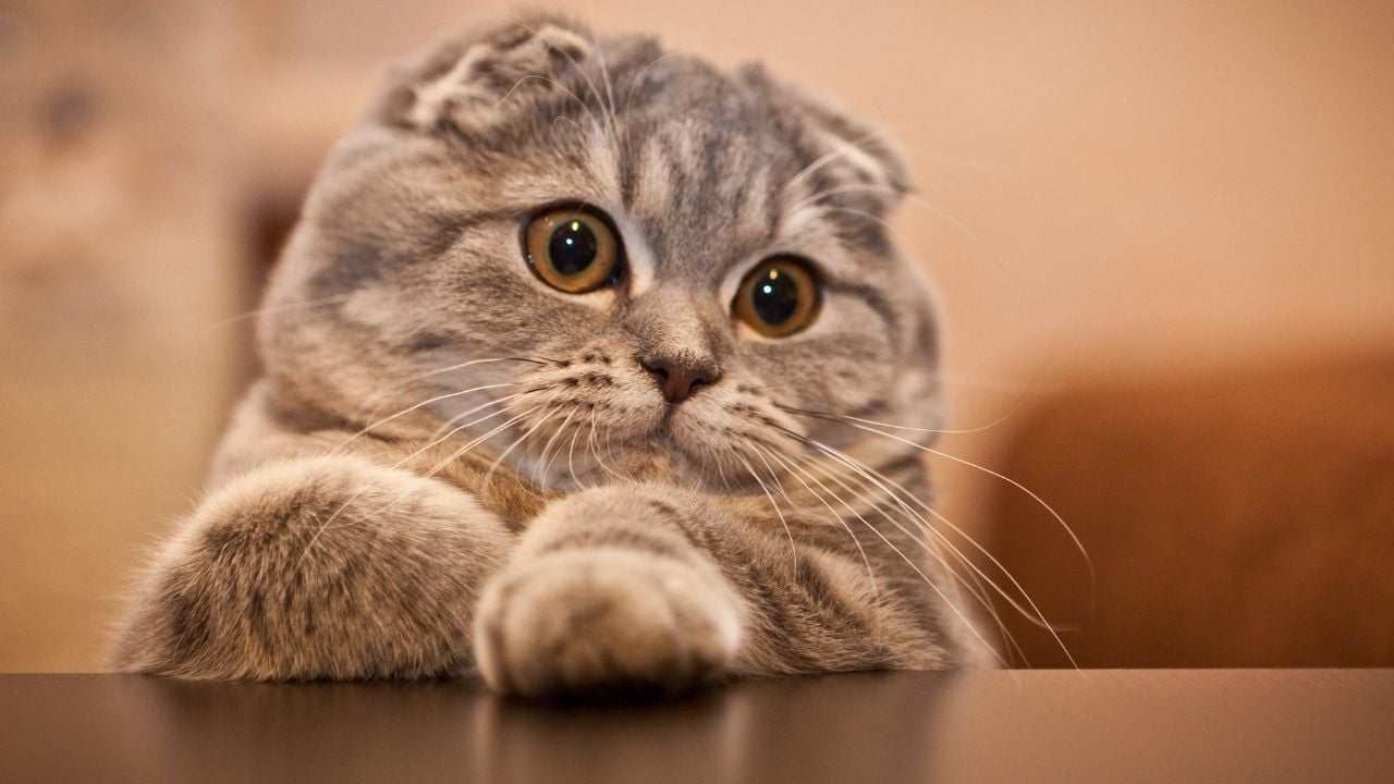 gri renkli Scottish Fold kedisi