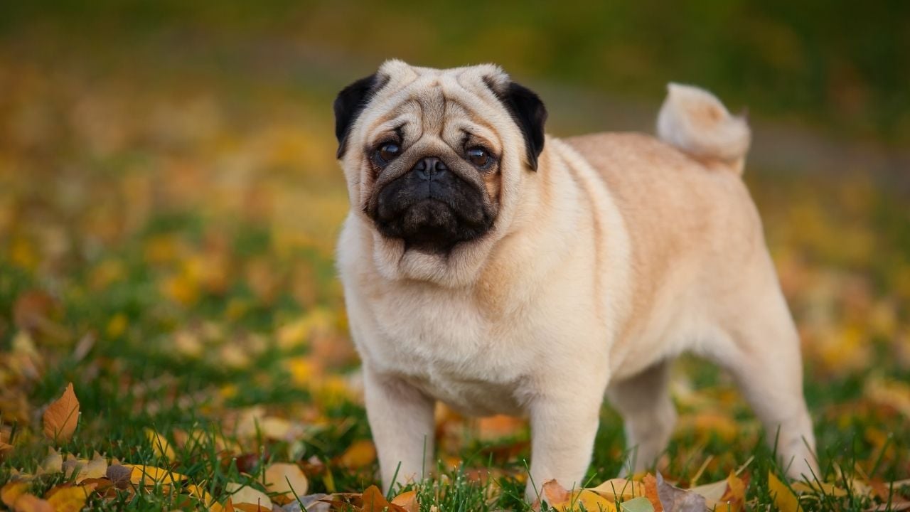 pug köpek sonbaharda
