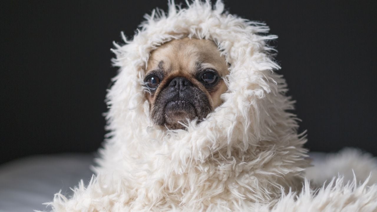 pug köpek tüylü battaniyede