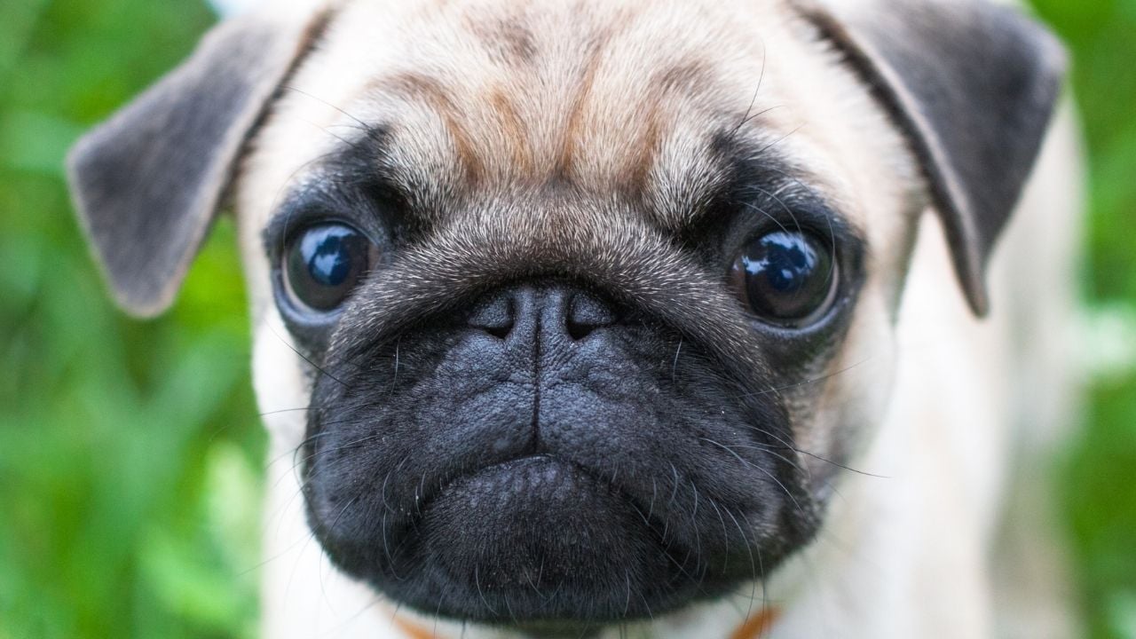 pug köpek yakın çekim