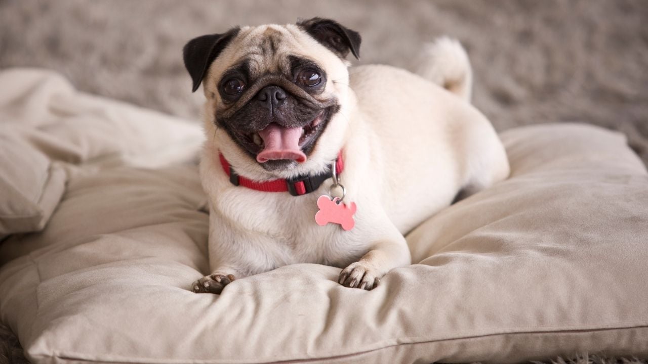 pug köpek mutlu