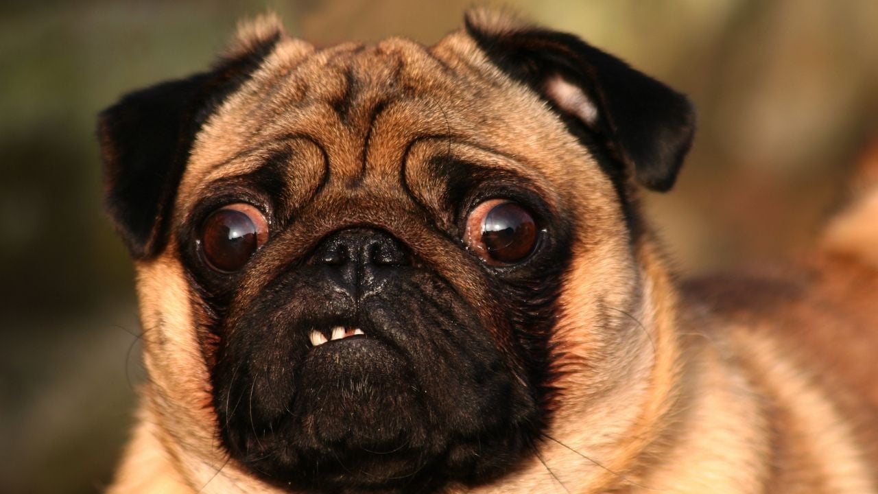 kırmızı gözlü köpek