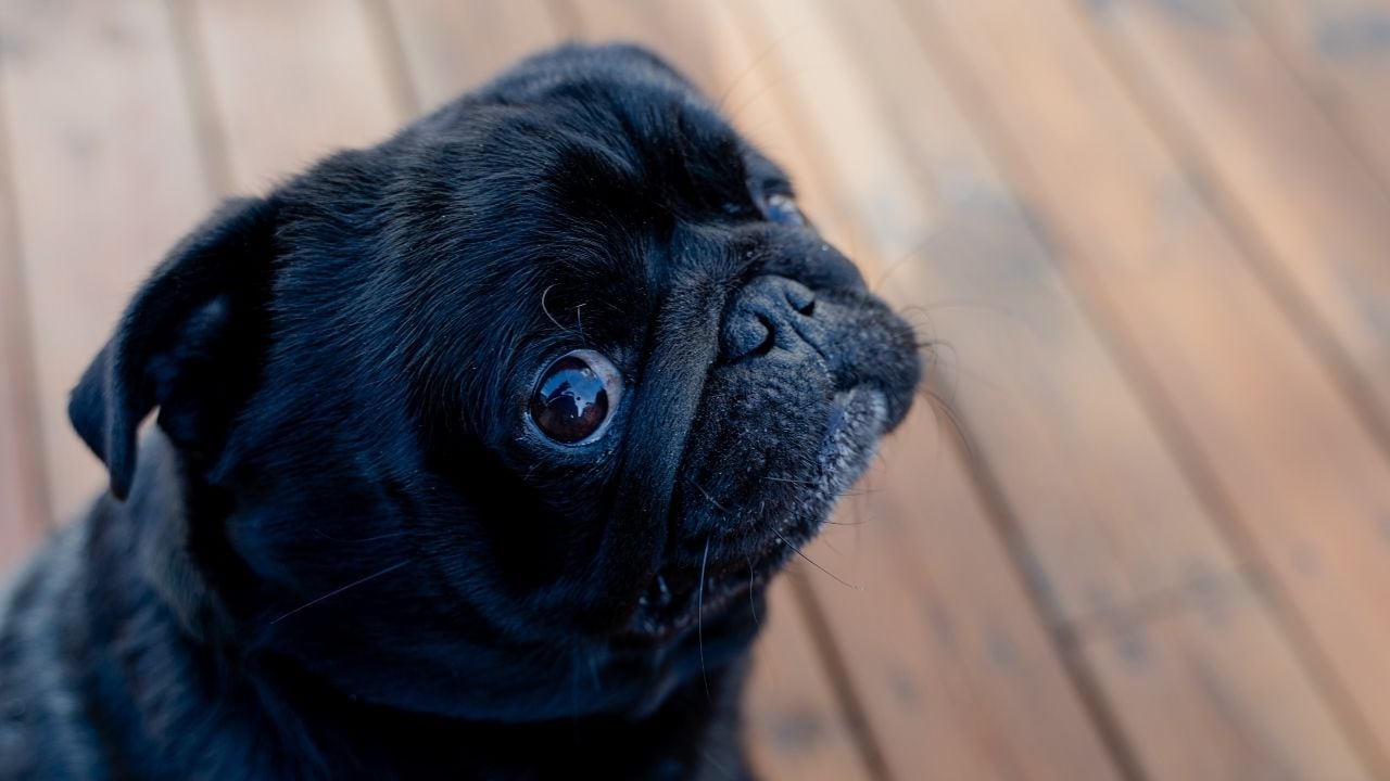 siyah bir pug