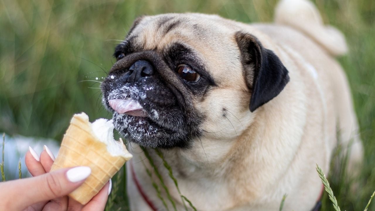 pug köpek dondurma yiyor