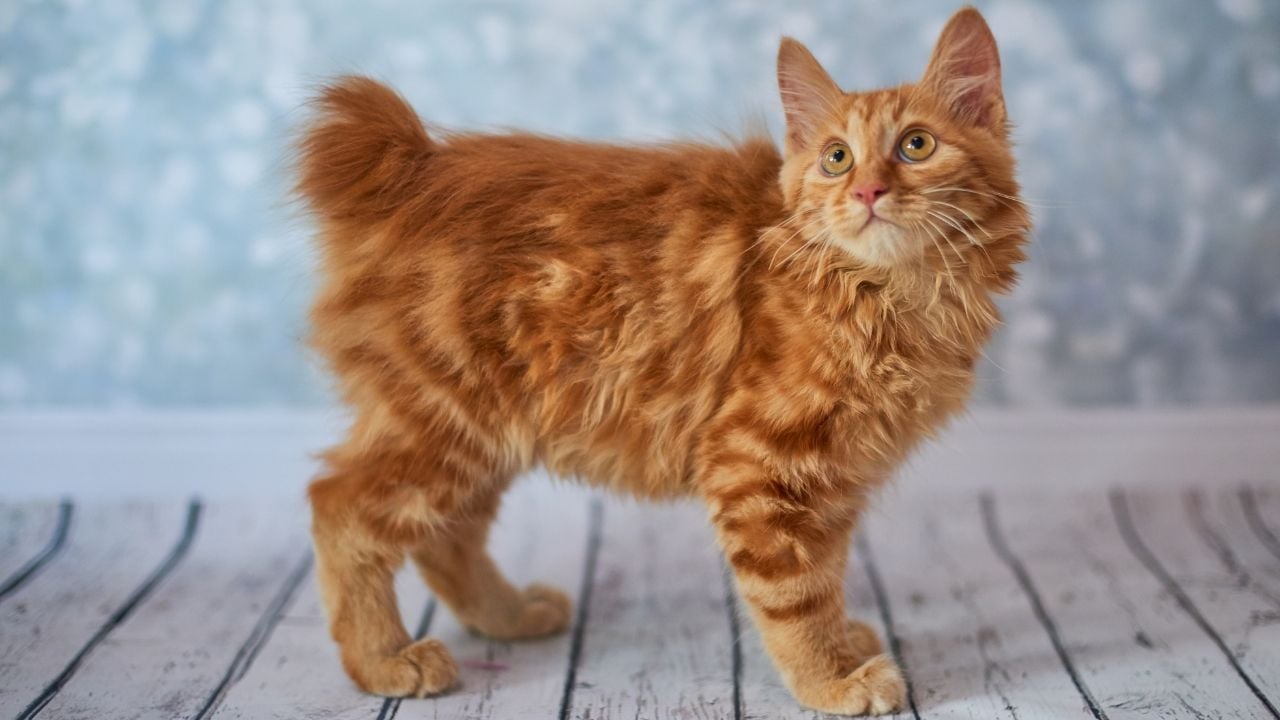 sarman Amerikan Bobtail