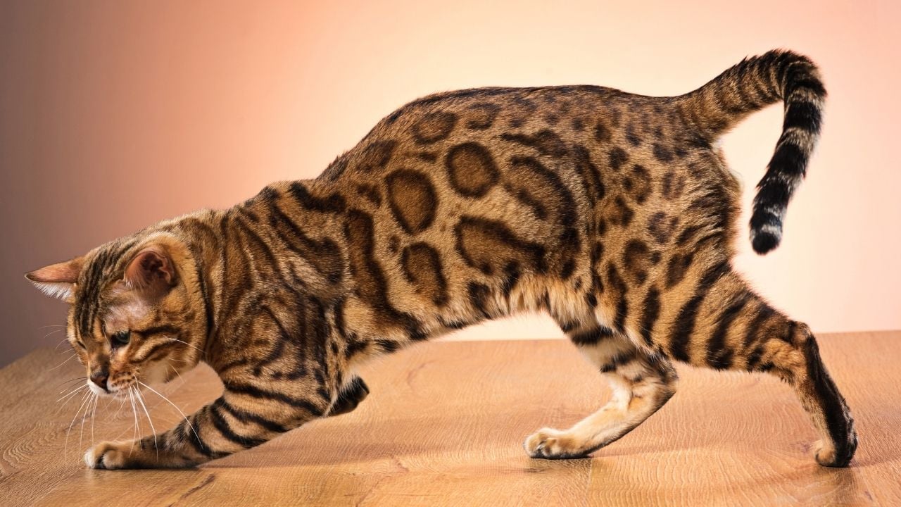 Bengal Kedisi