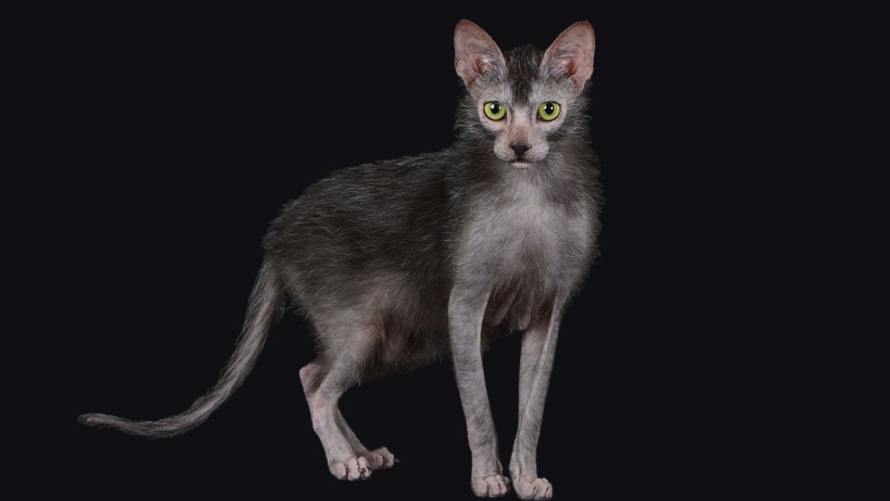 yeşil gözlü Lykoi