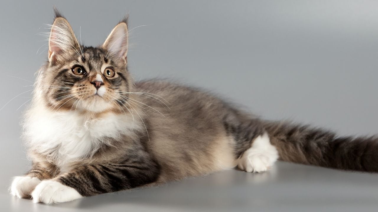 Maine Coon yerde yatıyor