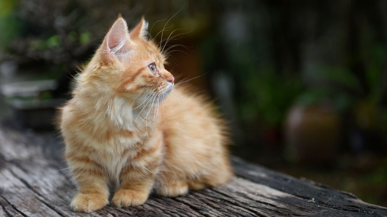 sarı minik Munchkin kedisi