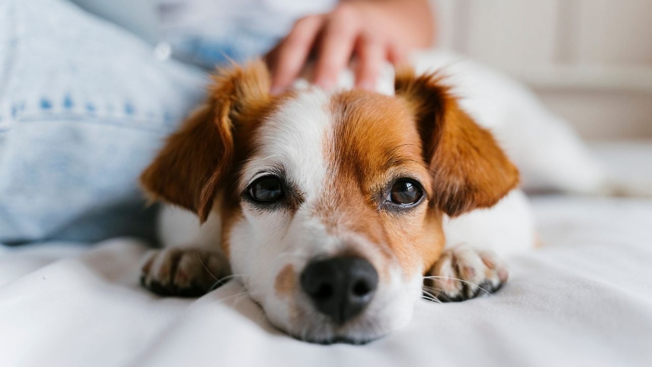 köpek yatıyor, sahibi seviyor