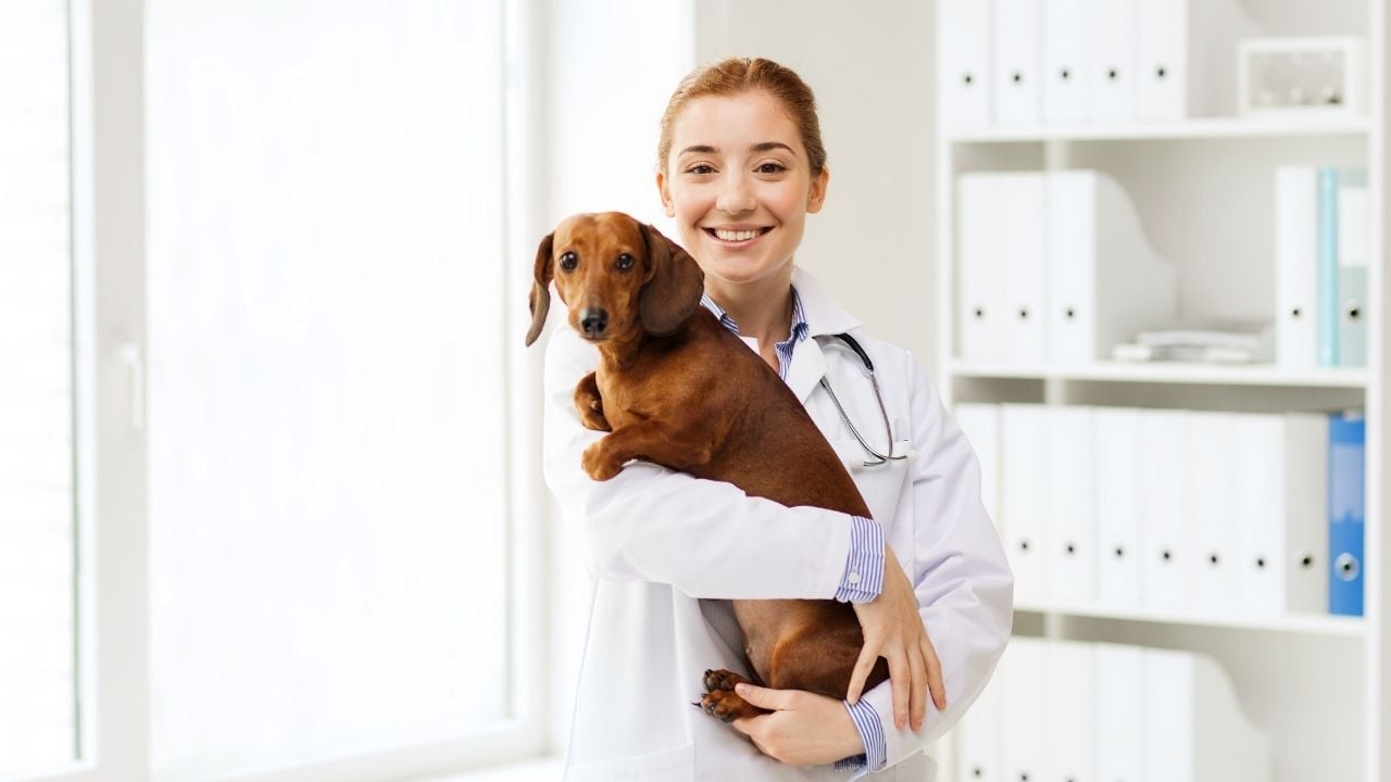 sosis köpek veterinerde
