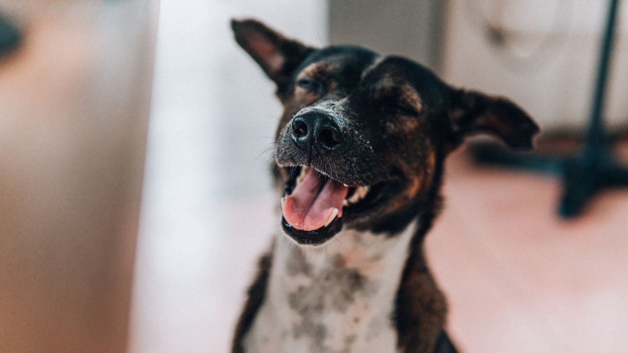 siyah köpek gülümsüyor