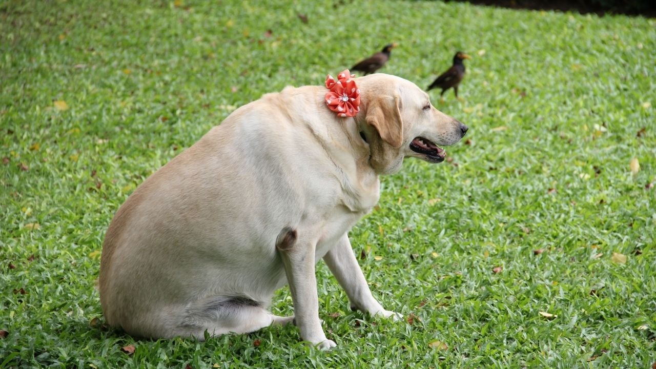 şişman bir labrador